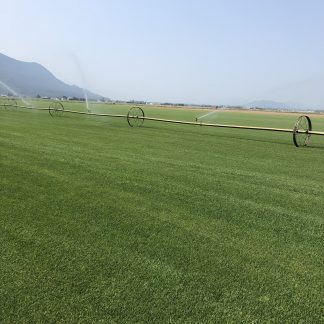 Turf Type Tall Fescue