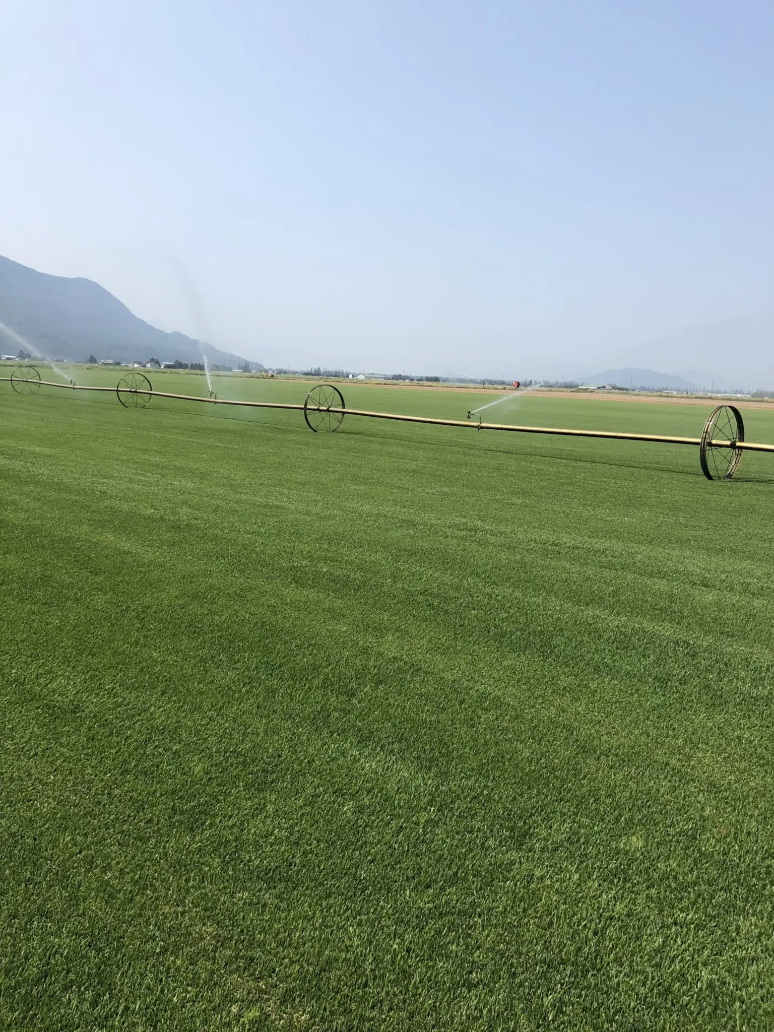 Turf Type Tall Fescue